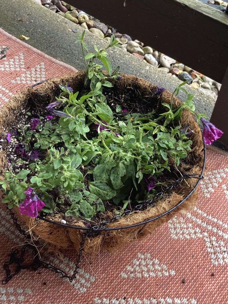 Weather Conditions That Trigger Bloom Breaks