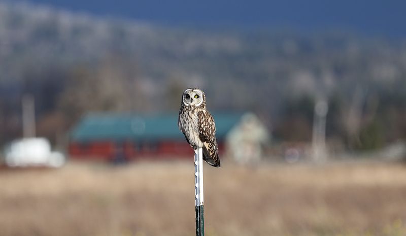 Weather Shifts Redraw Owl Ranges
