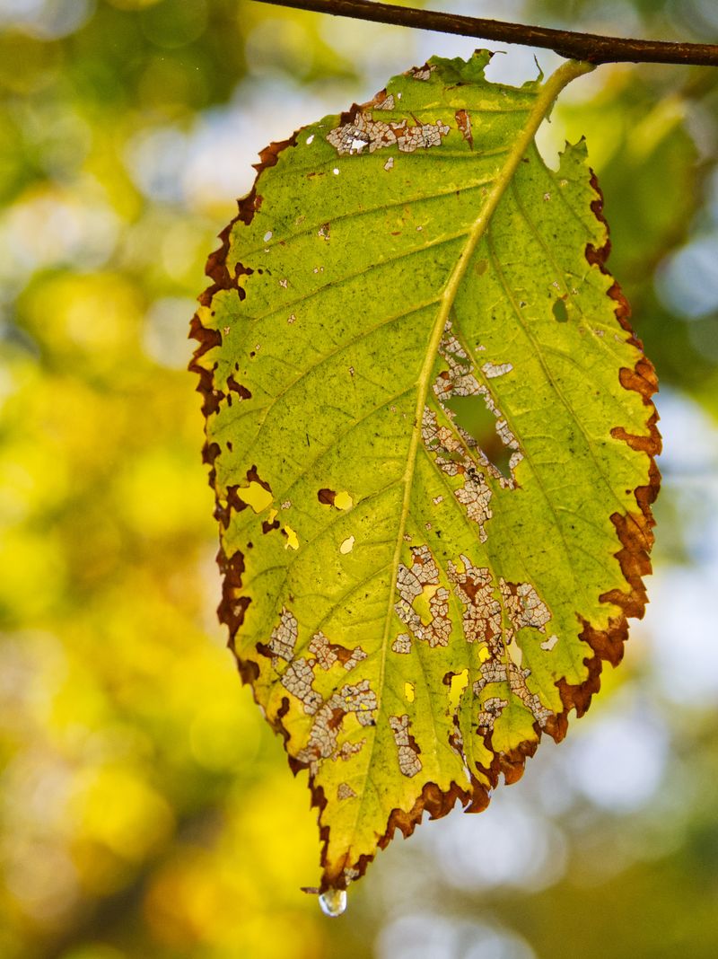 Weather Stress Factors Common In Connecticut Summers
