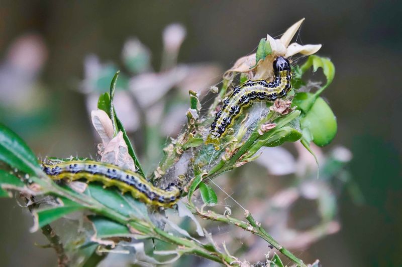 Webbing And Chewed Leaves Can Give Caterpillars Away Early Webbing And Chewed Leaves Can Give Caterpillars Away Early