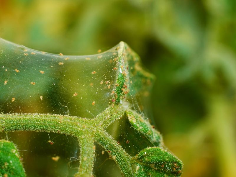 Webbing And Mites Are Becoming Widespread Across The Plant