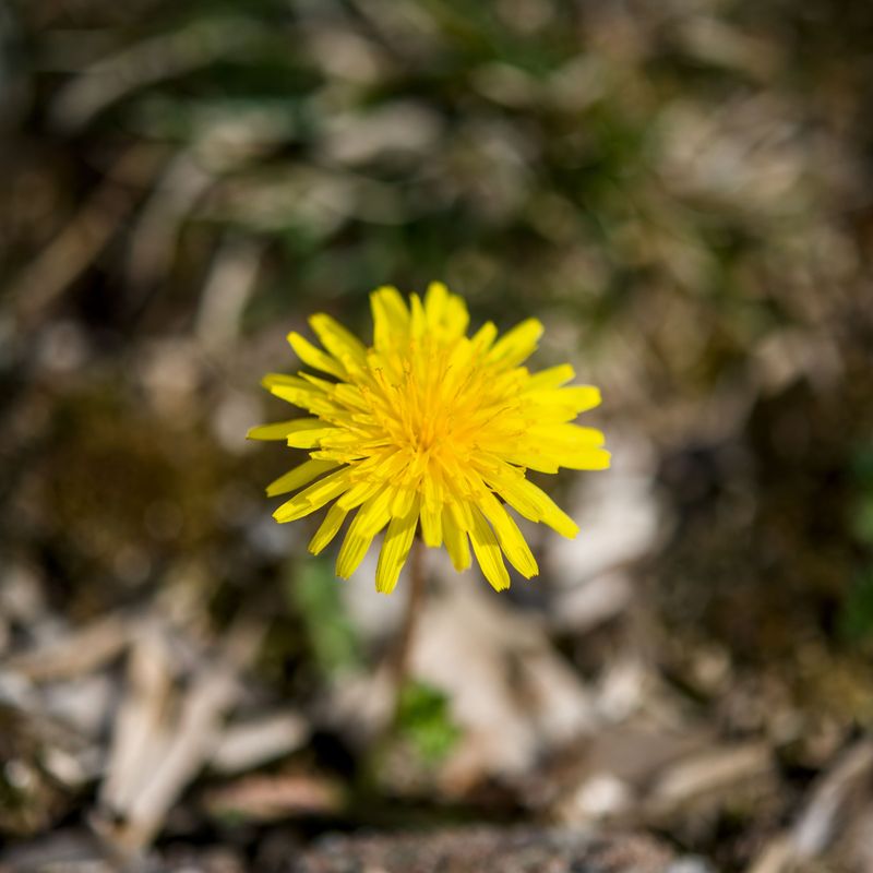 Weed Control Without A Single Drop Of Chemicals Weed Control Without A Single Drop Of Chemicals