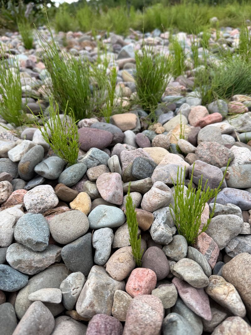 Weed Growth Persists Through Small Gaps