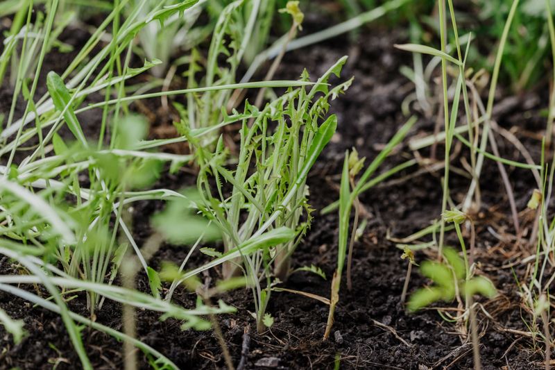 Weed Pressure Drops Significantly