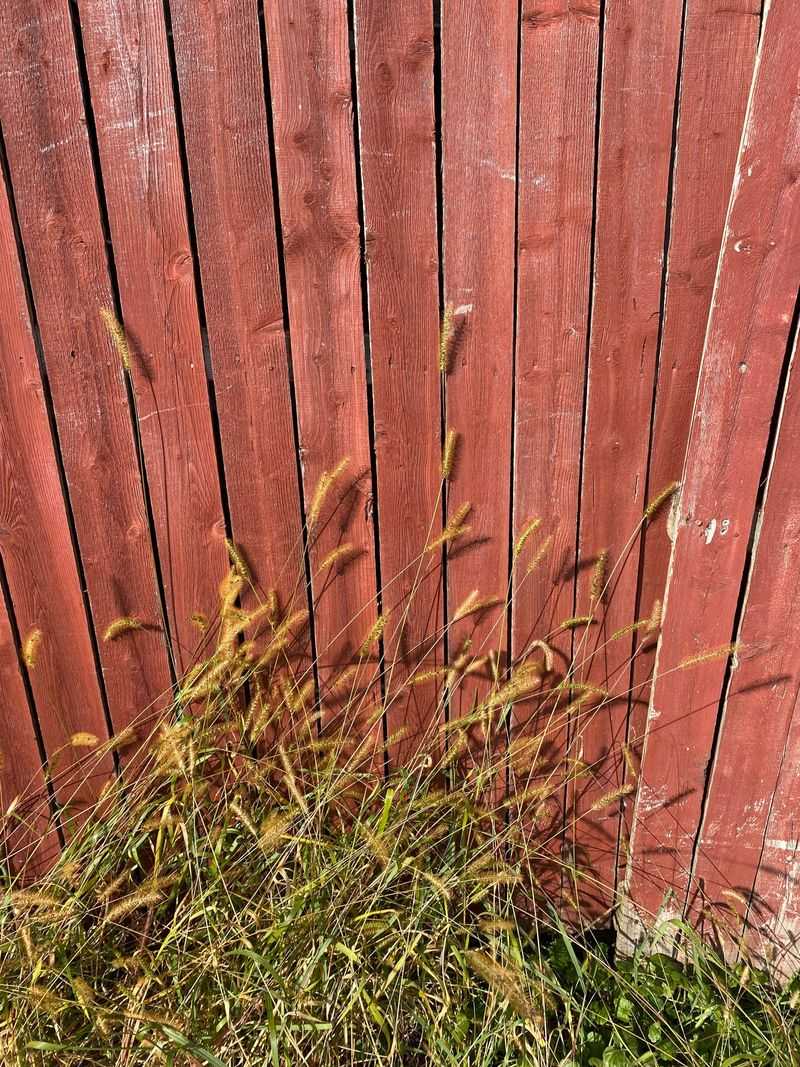 Weeds Along Fences And Walkways Fade Back Fast Weeds Along Fences And Walkways Fade Back Fast