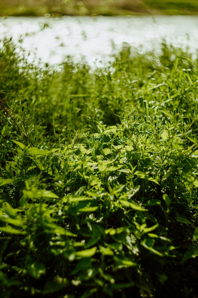 Weeds Compete For Nutrients And Water