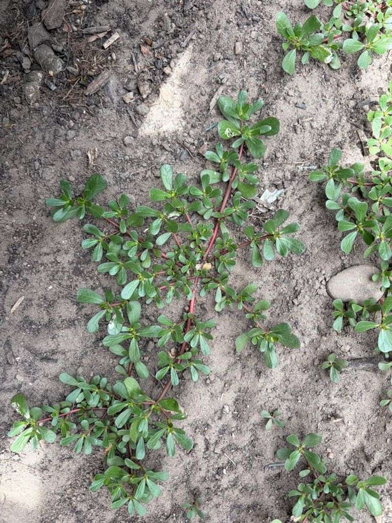 Weeds Find Open Ground Weeds Find Open Ground