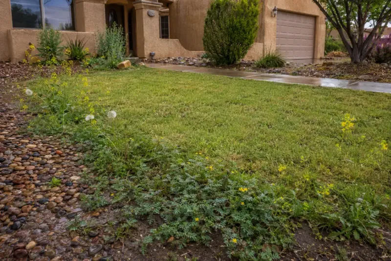 Weeds May Grow Faster After The Rain