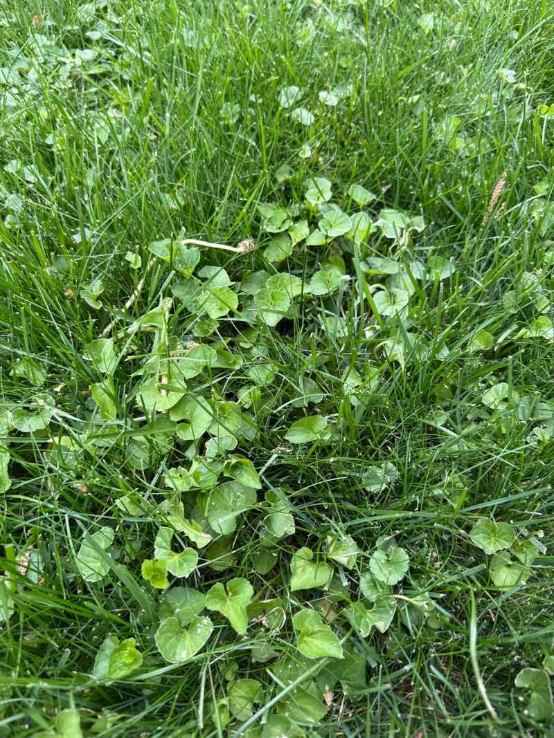 Weeds That Show Up Most Often In Hard Soil