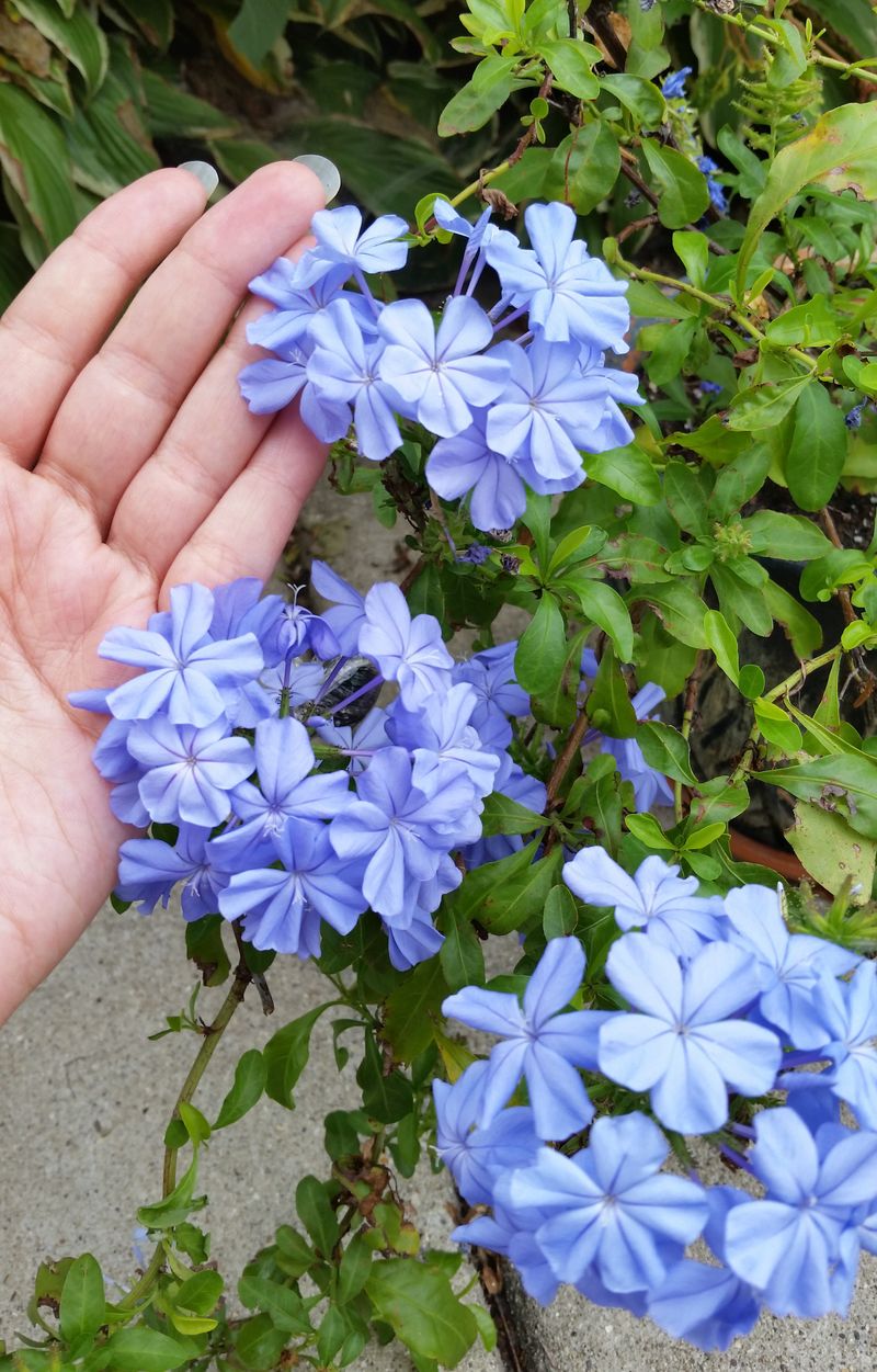 Weekly Summer Watering Helps It Through The Heat