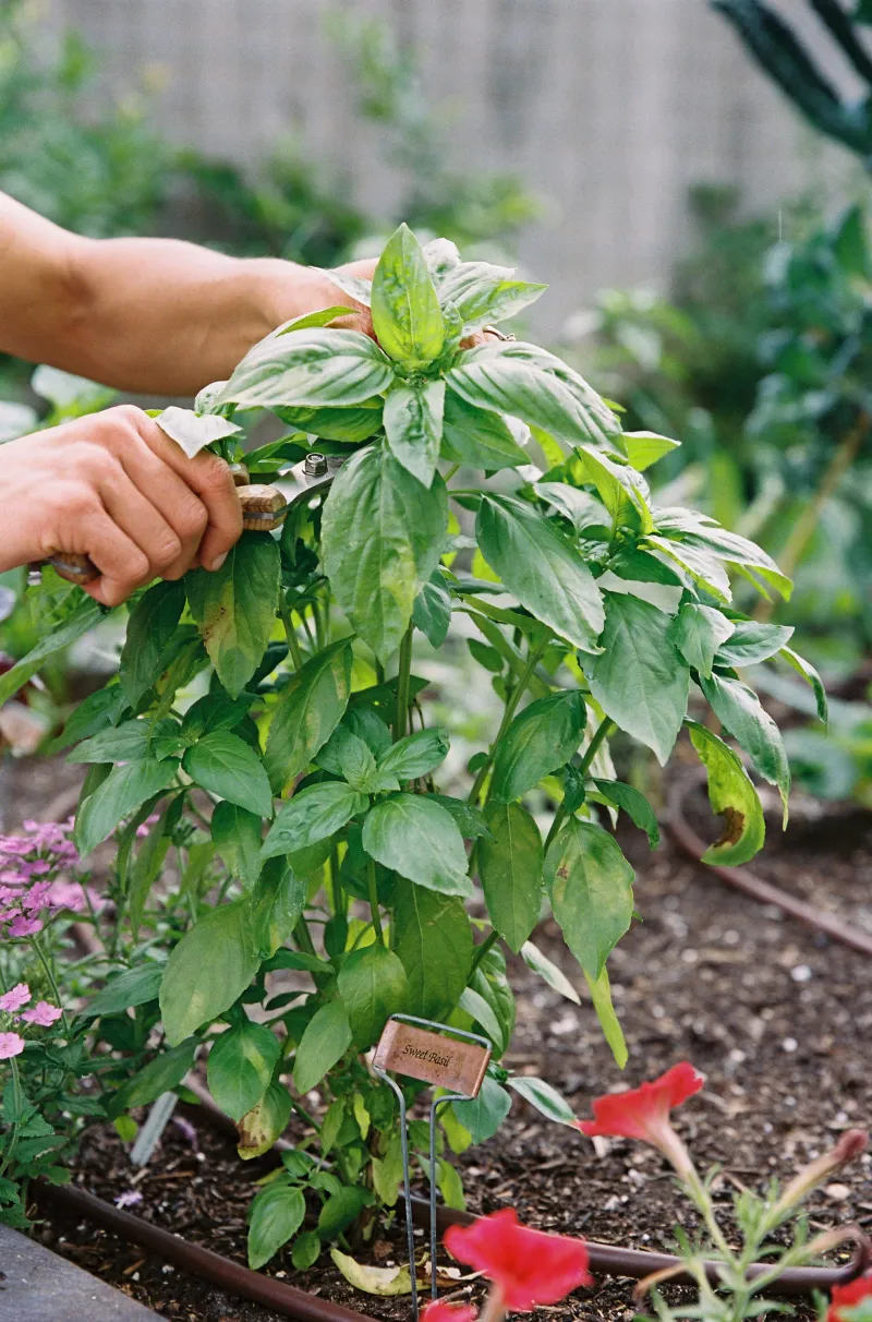 Weekly Tip Harvests Keep New Shoots Coming