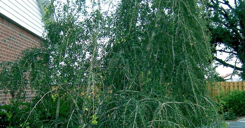 Weeping Yaupon Holly Brings The Same Cascading Look