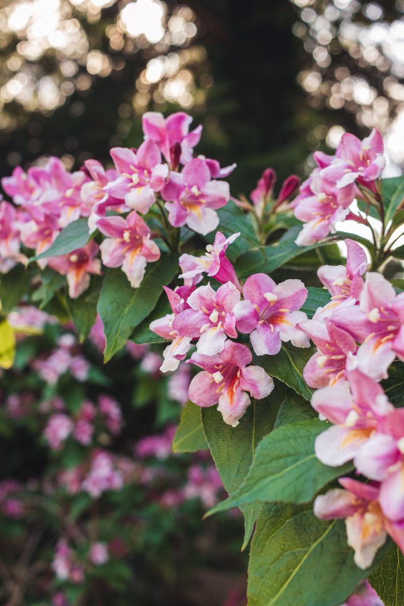 Weigela Rounds Out Front Yards Weigela Rounds Out Front Yards