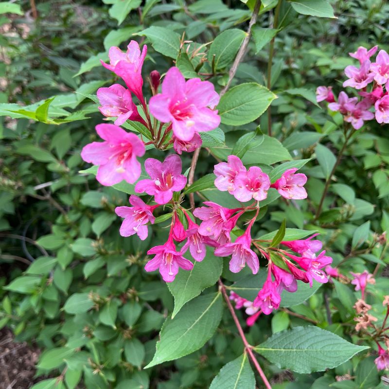 Weigelas Respond Best After Their Flowers Fade Weigelas Respond Best After Their Flowers Fade