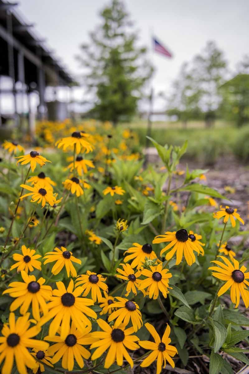 Well-Drained Soil Helps Black-Eyed Susan Perform Well