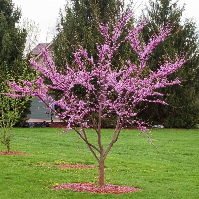 Well Drained Soil Helps The Roots Stay Healthy