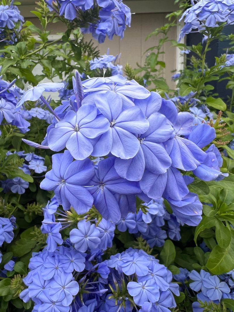 Well Drained Soil Keeps Extra Water Away From The Roots