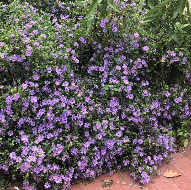 Well-Drained Soil Keeps It Happy