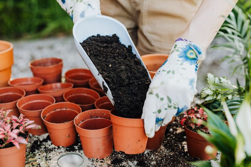 Well Drained Soil Keeps Roots Healthy Long Term Well Drained Soil Keeps Roots Healthy Long Term