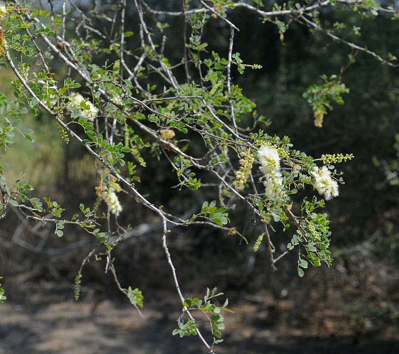 Well Drained Soil Keeps Roots Healthy