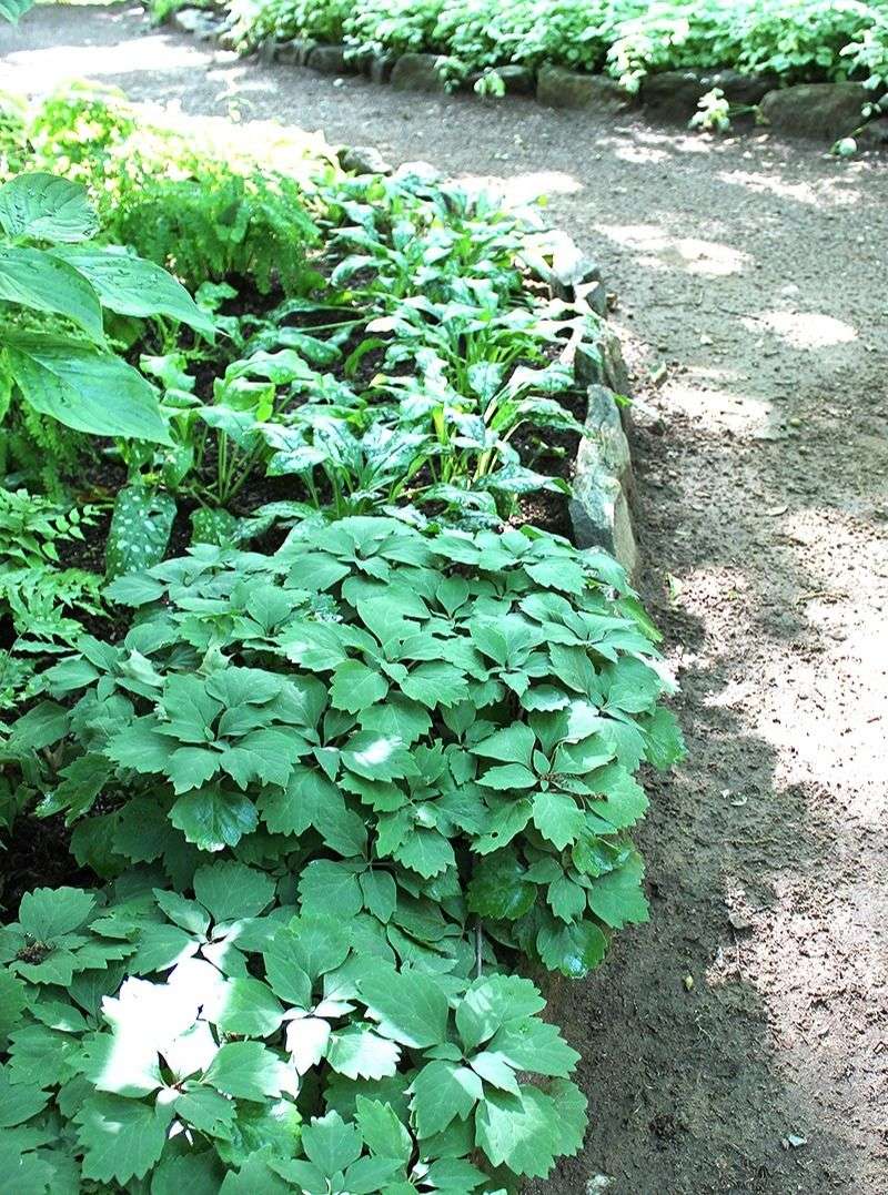 Well Drained Soil Supports Healthy Plants Well Drained Soil Supports Healthy Plants