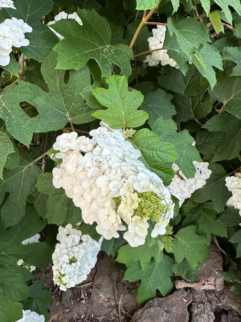 Well-Drained Soil Supports Healthy Root Growth