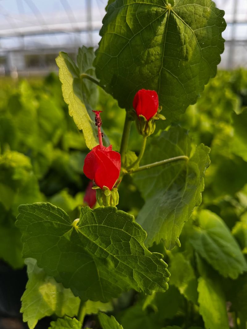 Well-Drained Soil Supports Strong Growth
