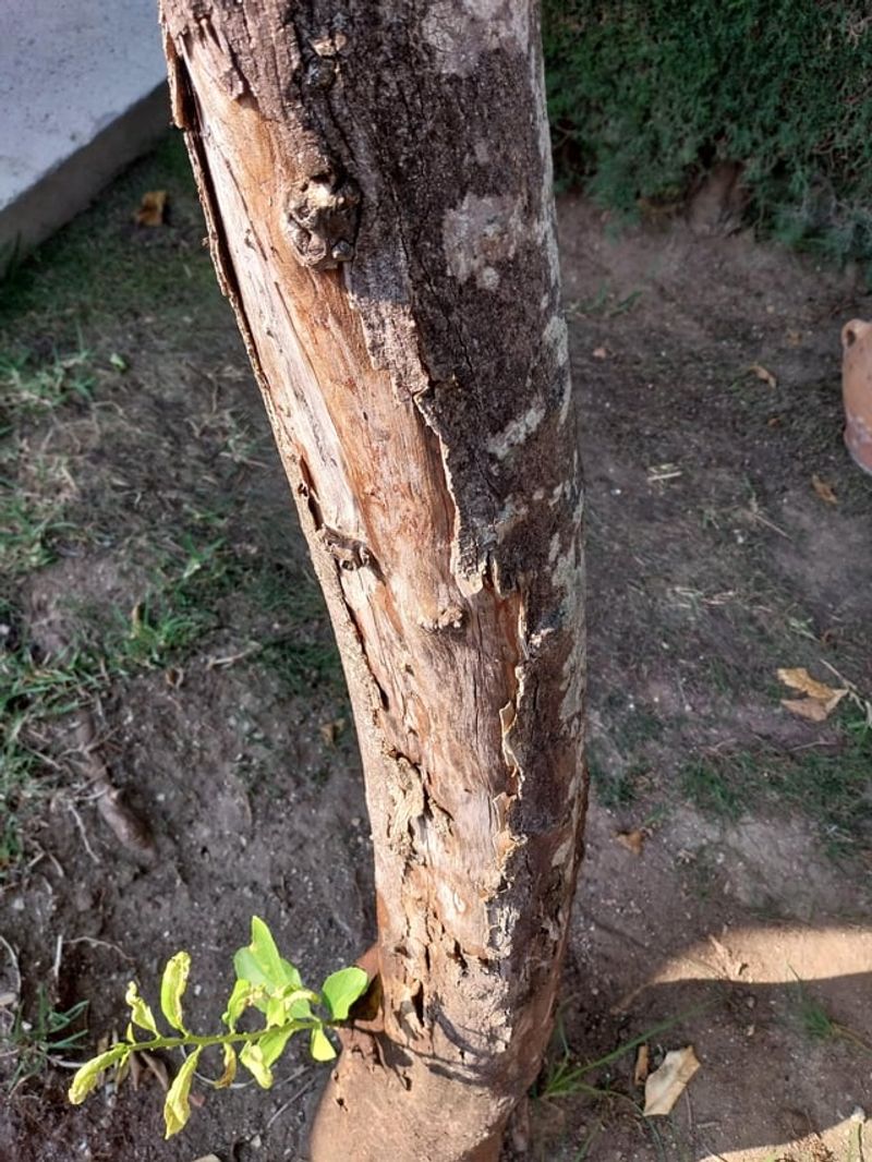 West-Facing Trunks Usually Take The Hardest Hit