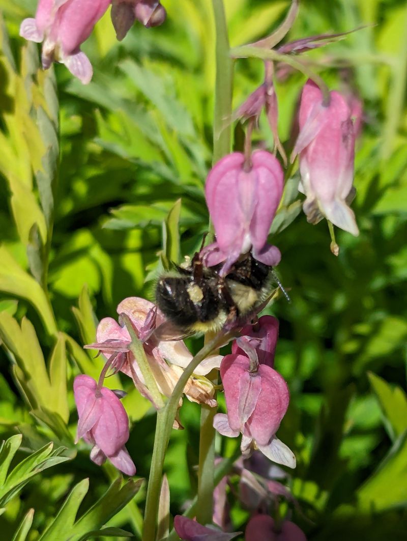 Western Bleeding Heart Spreads Through Shadier Beds Western Bleeding Heart Spreads Through Shadier Beds