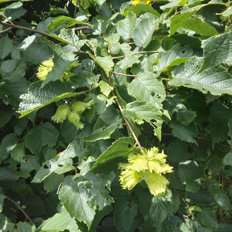 Western Hazelnut Makes A Broad, Natural-Looking Privacy Hedge