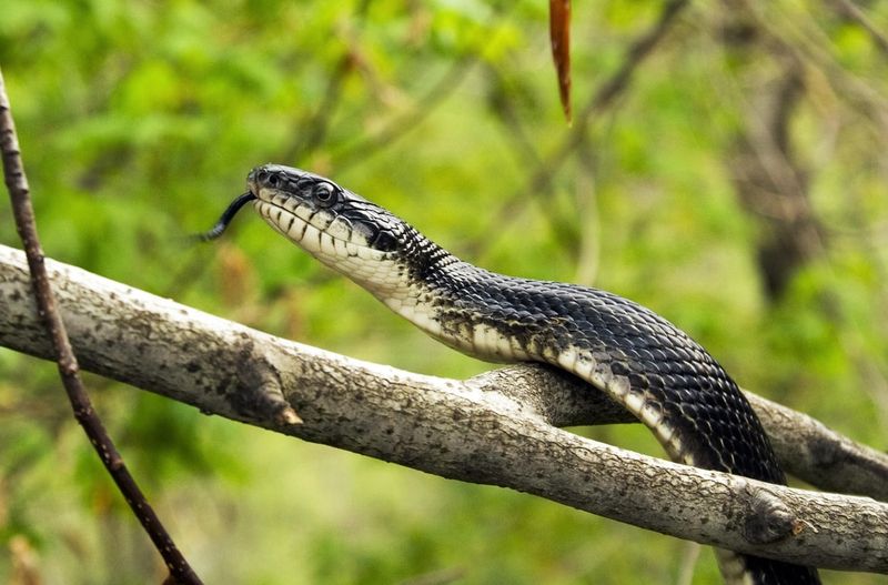 Western Ratsnake