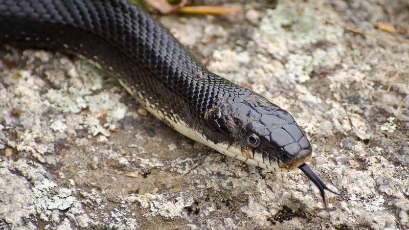 Western Ratsnakes Are Serious Rodent Hunters