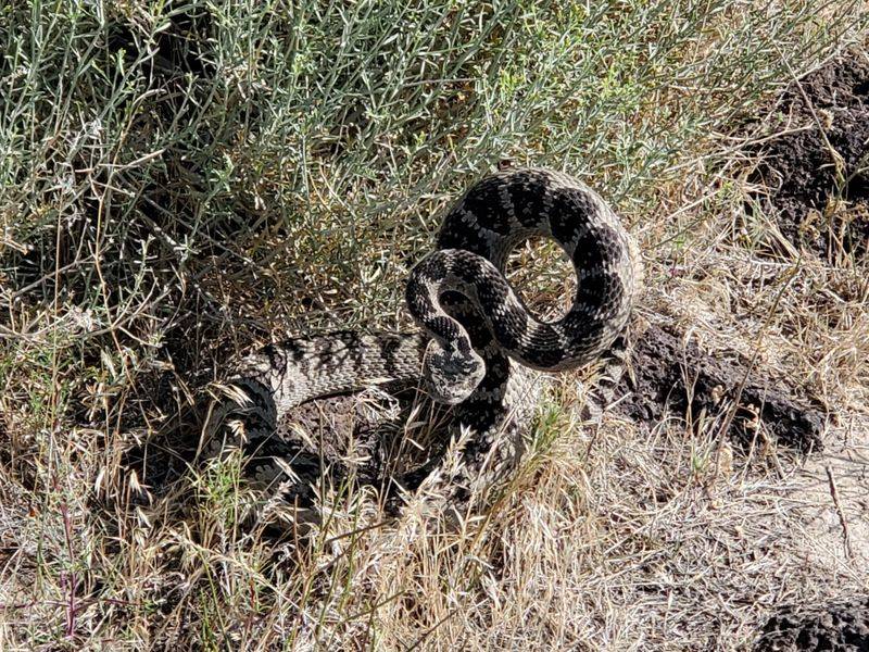 Western Rattlesnakes Live Closer To Homes Than You Might Think Western Rattlesnakes Live Closer To Homes Than You Might Think