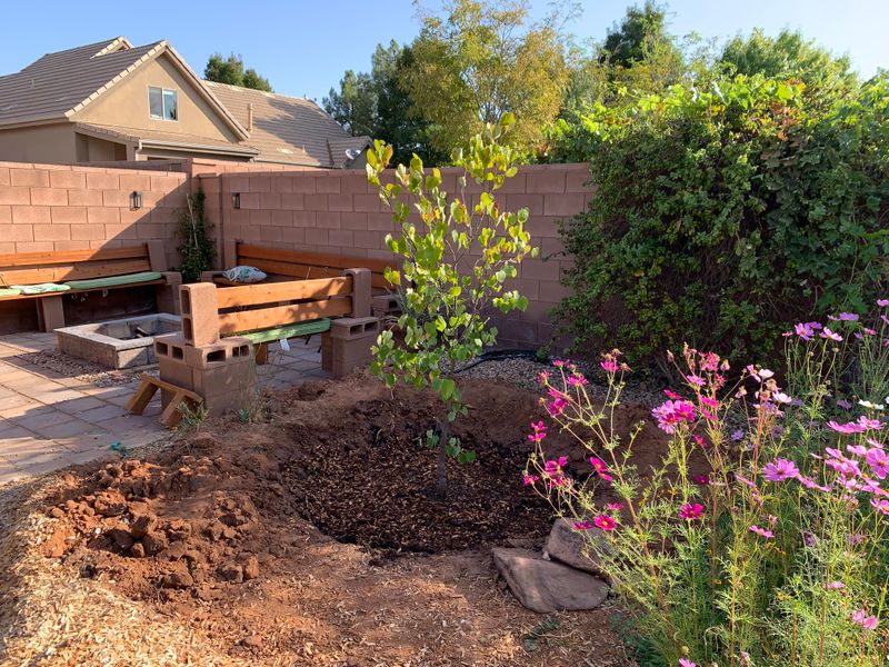 Western Redbud Stays Relatively Small For Tight Spaces Western Redbud Stays Relatively Small For Tight Spaces
