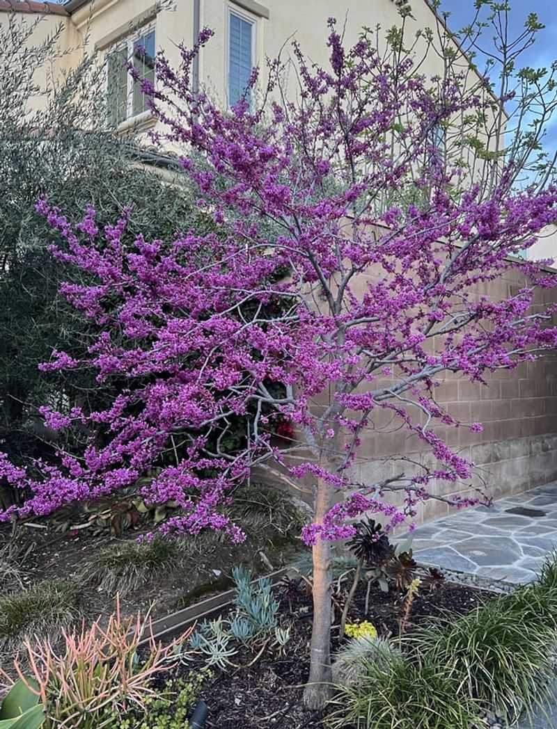 Western Redbud Works Well In Many Heavy-Soil Yards