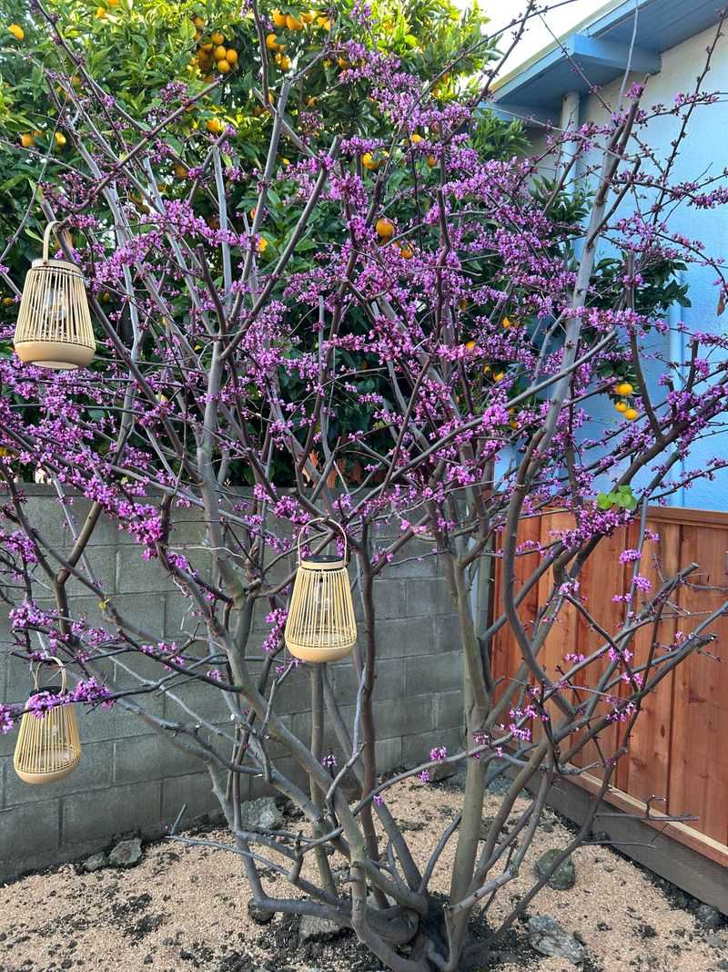Western Redbud Western Redbud