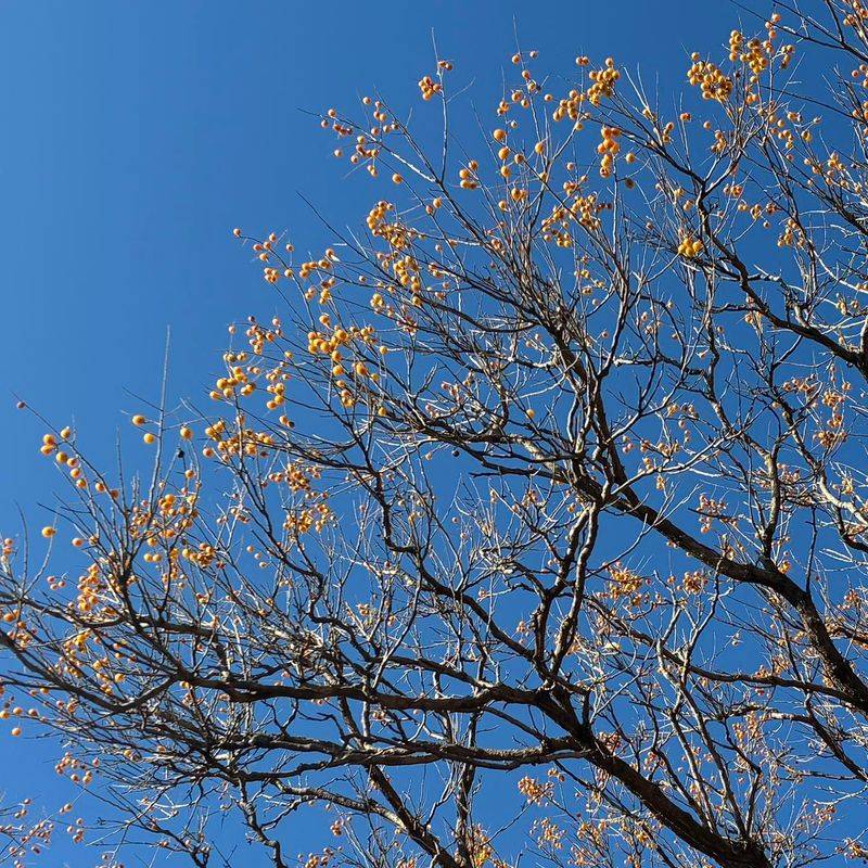 Western Soapberry