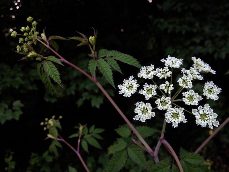 Western Water Hemlock Looking Similar And Even More Dangerous Western Water Hemlock Looking Similar And Even More Dangerous