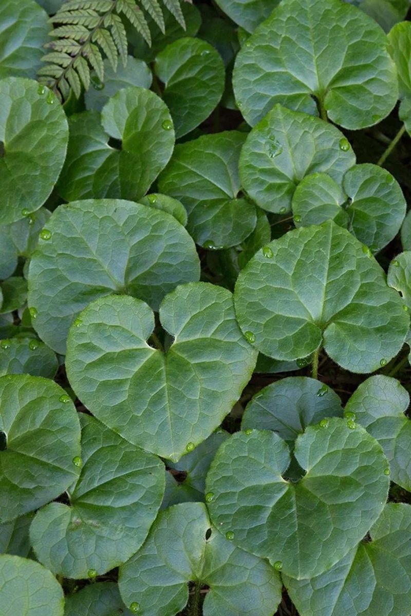 Western Wild Ginger Prefers Moist Evergreen Shade Western Wild Ginger Prefers Moist Evergreen Shade