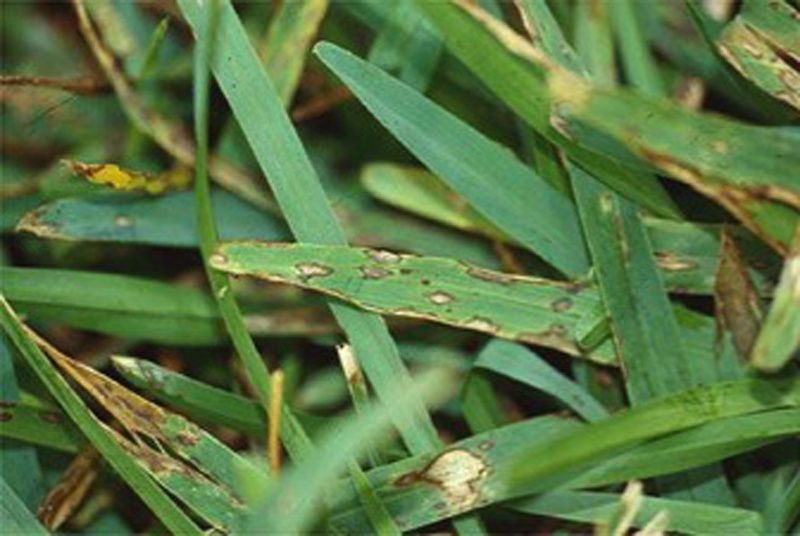Wet August Weather Can Leave A Disease Problem Behind