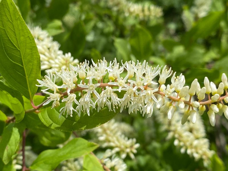 Wet Clay Calls For A Plant That Can Handle Both Wet Clay Calls For A Plant That Can Handle Both