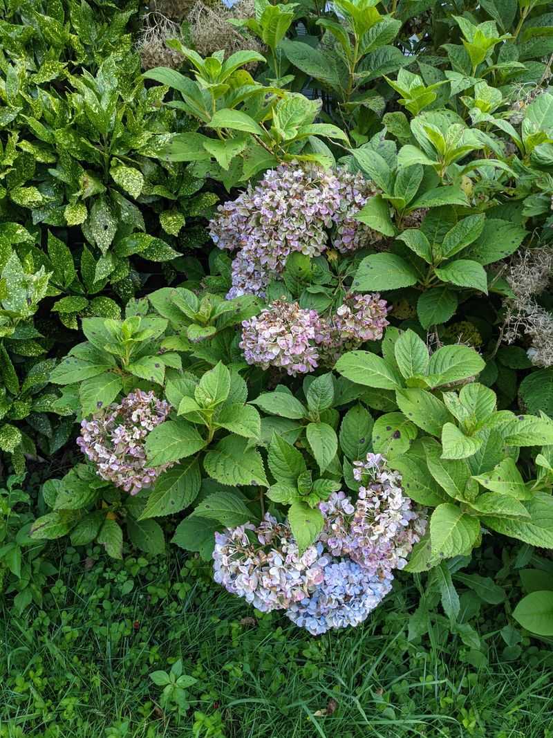 Wet Flowers Can Develop Botrytis Blight