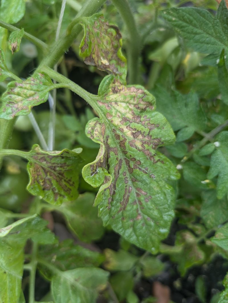Wet Foliage Extends Disease Pressure