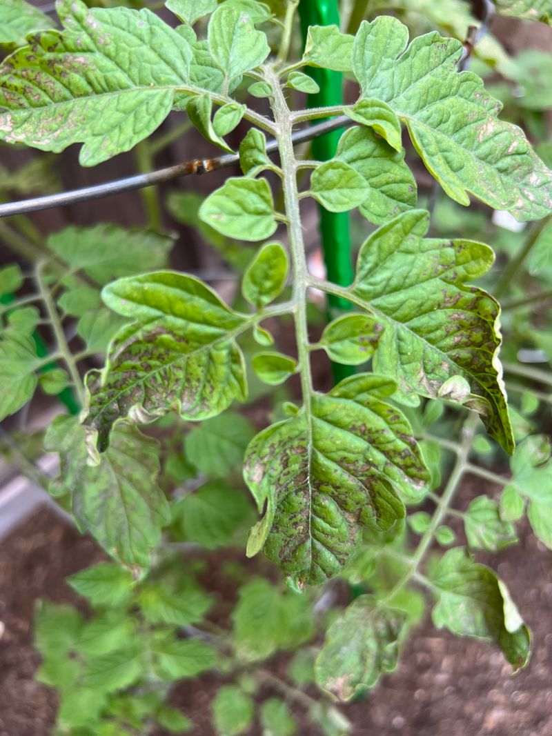 Wet Foliage Means Spread Can Speed Up Fast Wet Foliage Means Spread Can Speed Up Fast
