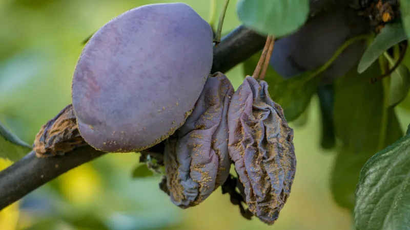 Wet Fruit Gives Brown Rot Better Conditions Wet Fruit Gives Brown Rot Better Conditions