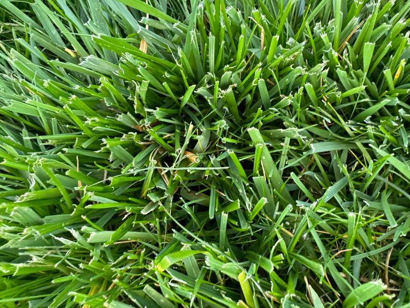 Wet Grass Blades Tear Instead Of Cutting Clean
