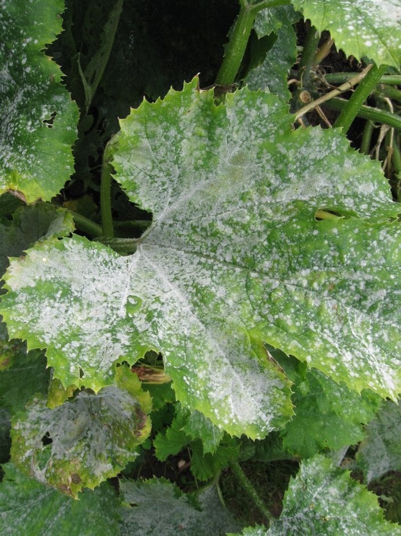 Wet Leaves Can Encourage Summer Disease Problems Wet Leaves Can Encourage Summer Disease Problems