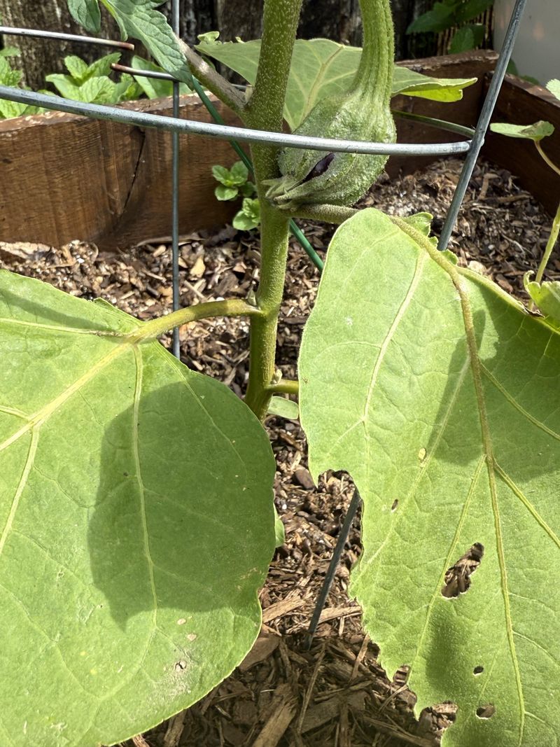 Wet Leaves Can Make Healthy Growth Look Worse Than It Is Wet Leaves Can Make Healthy Growth Look Worse Than It Is