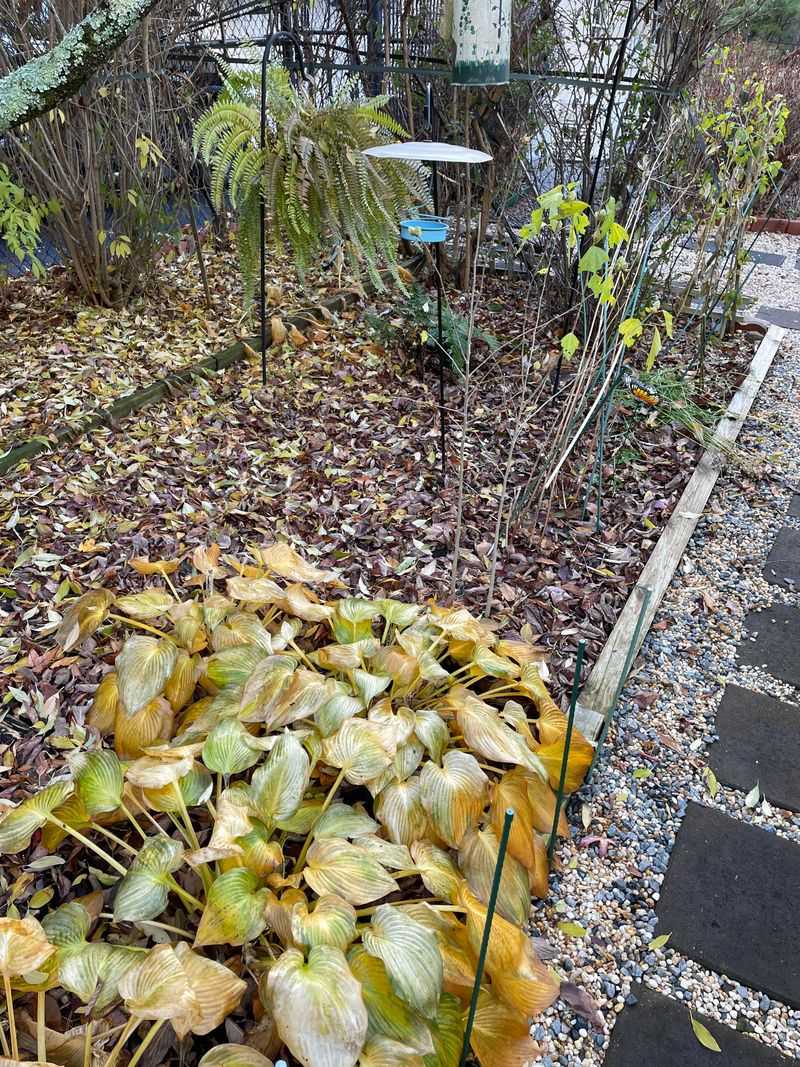 Wet Leaves Invite Disease Wet Leaves Invite Disease