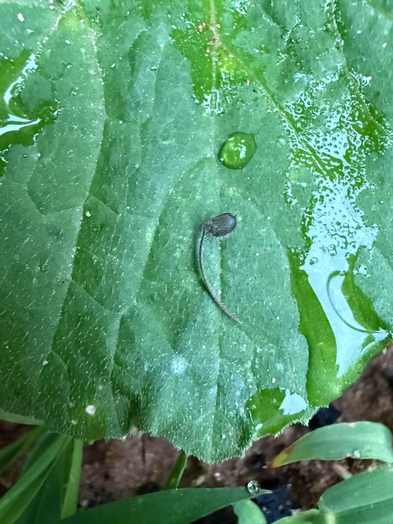Wet Leaves Invite Problems Without Helping Roots